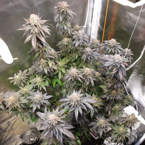Northern Lights growlog timeline photo