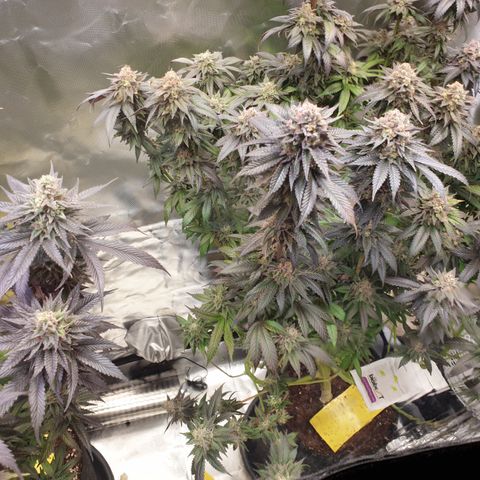 Northern Lights growlog timeline photo