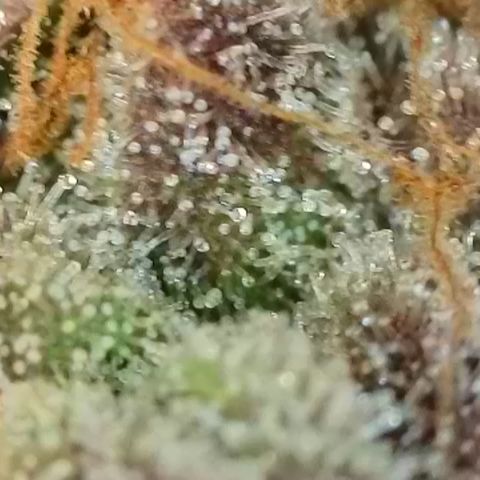 Northern Lights growlog timeline photo