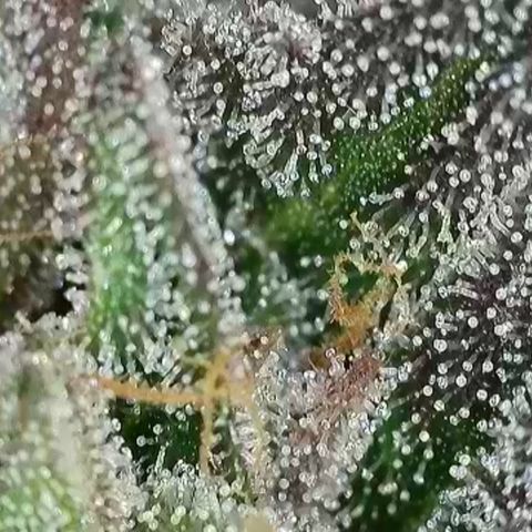 Northern Lights growlog timeline photo