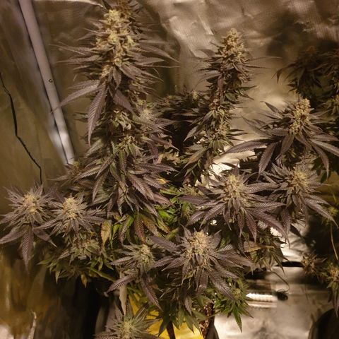 Northern Lights growlog timeline photo