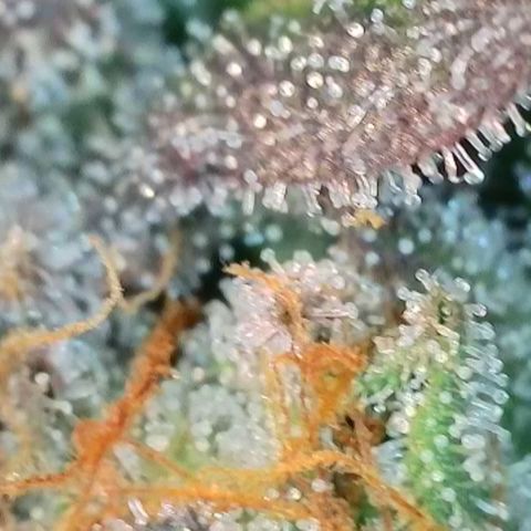 Northern Lights growlog timeline photo