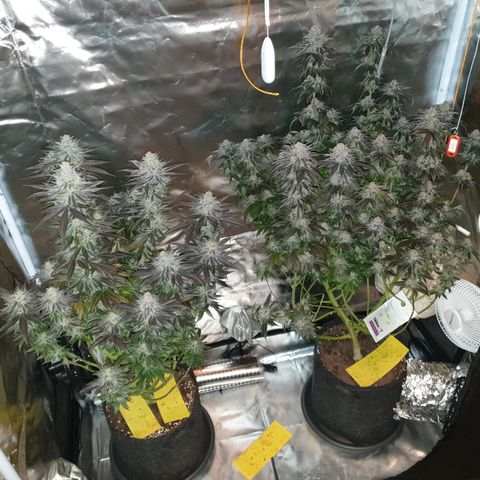 Northern Lights growlog timeline photo