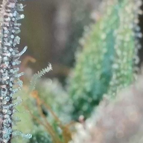 Northern Lights growlog timeline photo