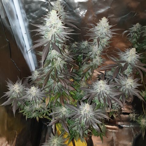 Northern Lights growlog timeline photo