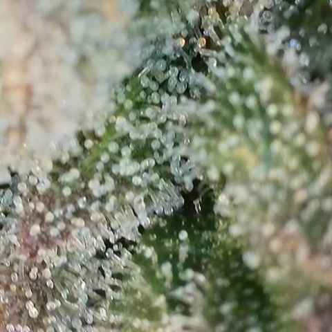 Northern Lights growlog timeline photo