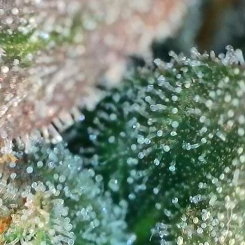 Northern Lights growlog timeline photo