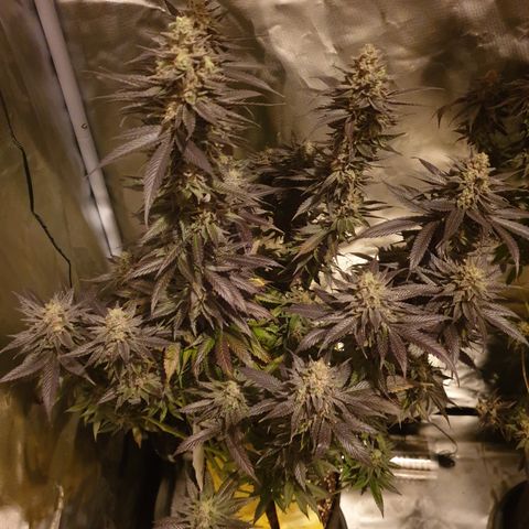 Northern Lights growlog timeline photo