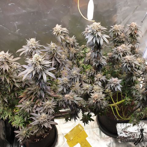 Northern Lights growlog timeline photo