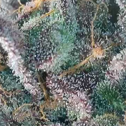 Northern Lights growlog timeline photo