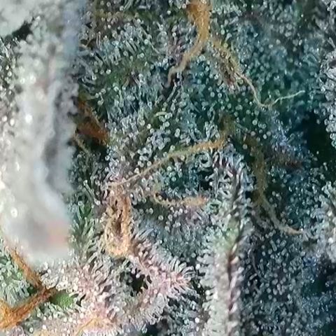 Northern Lights growlog timeline photo