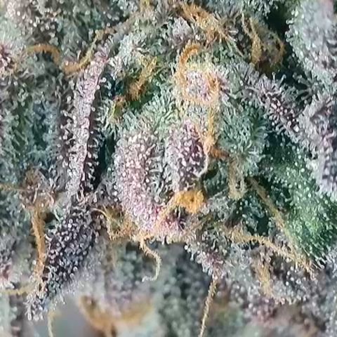 Northern Lights growlog timeline photo