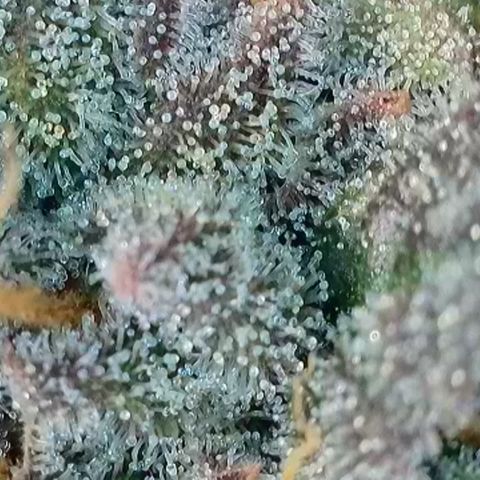 Northern Lights growlog timeline photo
