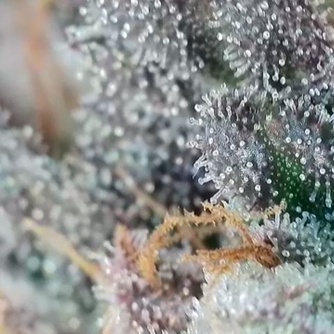 Northern Lights growlog timeline photo
