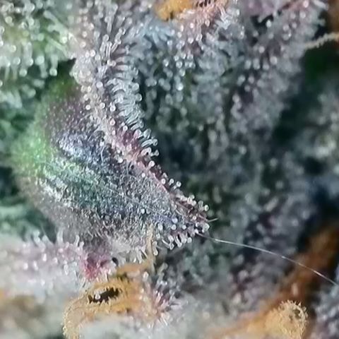 Northern Lights growlog timeline photo