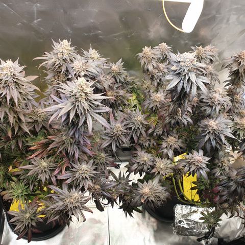 Northern Lights growlog timeline photo