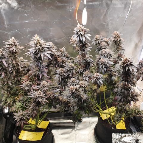 Northern Lights growlog timeline photo