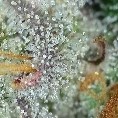 Northern Lights growlog timeline photo