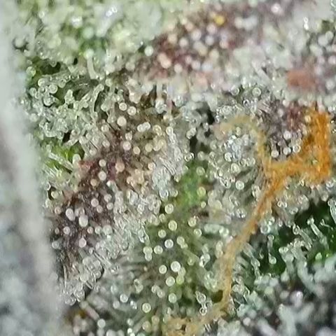 Northern Lights growlog timeline photo
