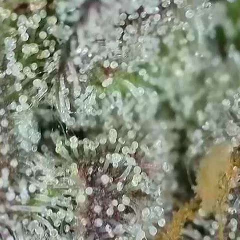 Northern Lights growlog timeline photo