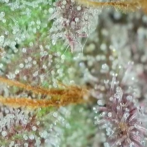 Northern Lights growlog timeline photo