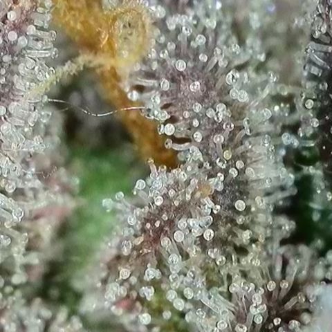 Northern Lights growlog timeline photo