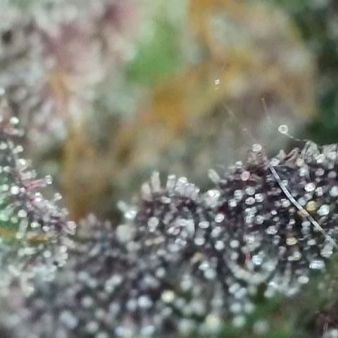 Northern Lights growlog timeline photo