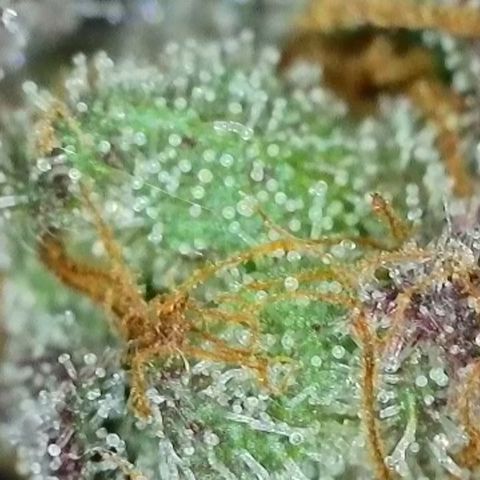 Northern Lights growlog timeline photo
