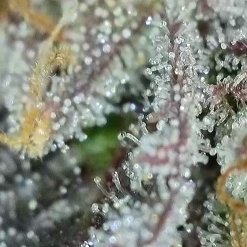 Northern Lights growlog timeline photo