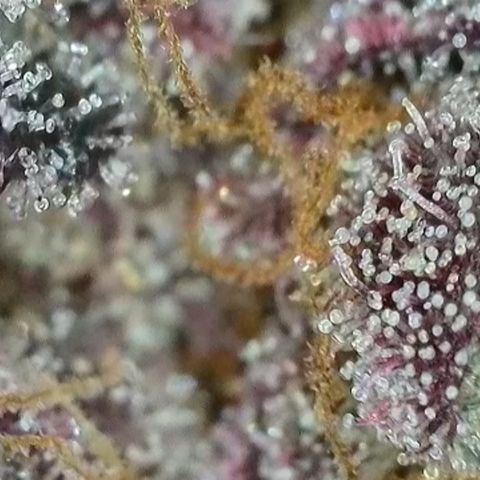 Northern Lights growlog timeline photo