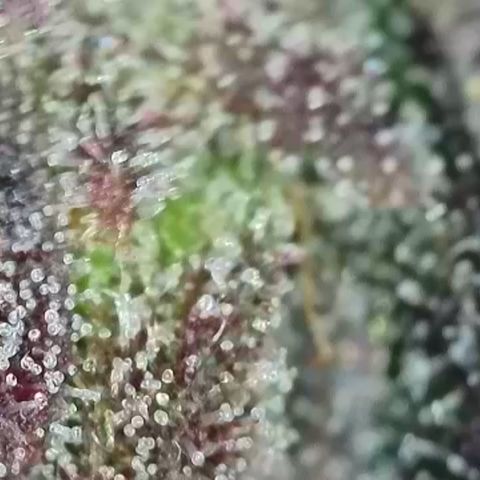 Northern Lights growlog timeline photo