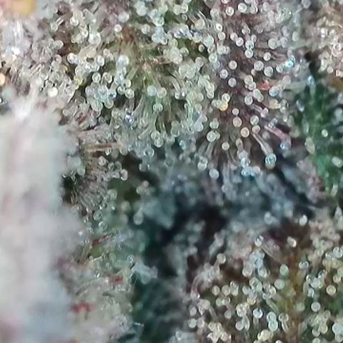 Northern Lights growlog timeline photo