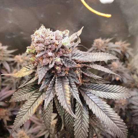 Northern Lights growlog timeline photo