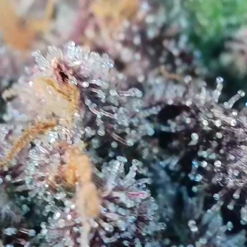 Northern Lights growlog timeline photo