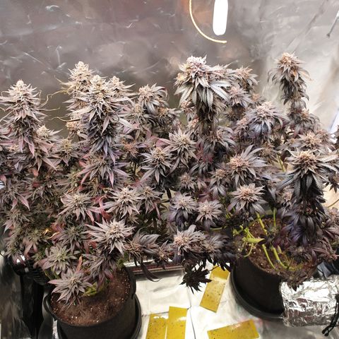 Northern Lights growlog timeline photo