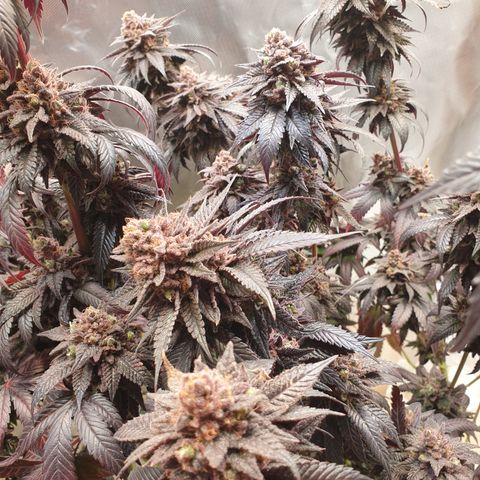 Northern Lights growlog timeline photo