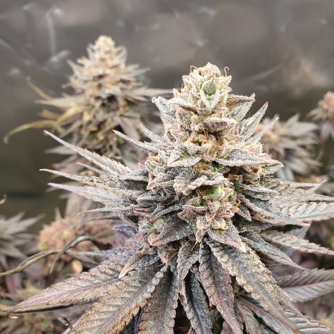 Northern Lights growlog timeline photo