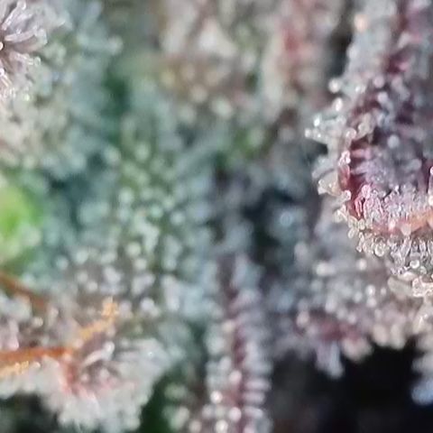 Northern Lights growlog timeline photo