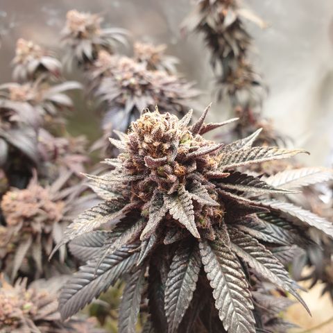 Northern Lights growlog timeline photo