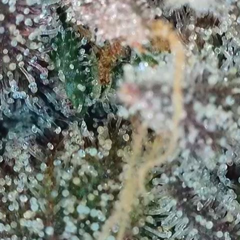 Northern Lights growlog timeline photo