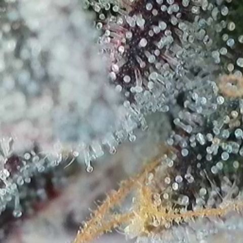 Northern Lights growlog timeline photo