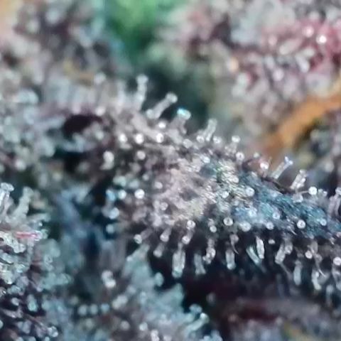 Northern Lights growlog timeline photo