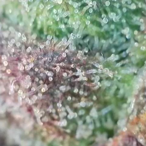 Northern Lights growlog timeline photo
