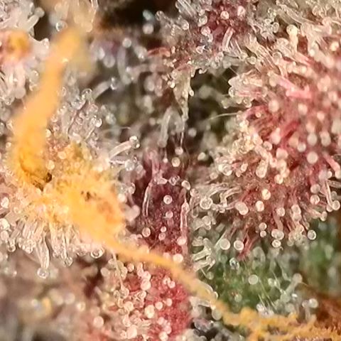 Northern Lights growlog timeline photo