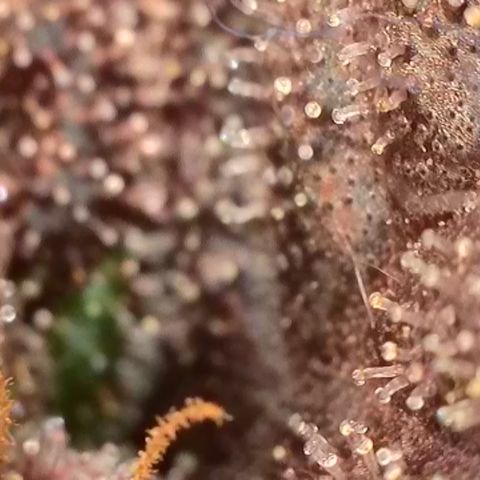 Northern Lights growlog timeline photo