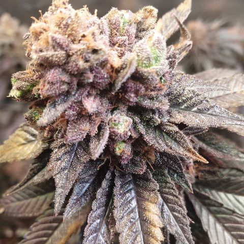 Northern Lights growlog timeline photo