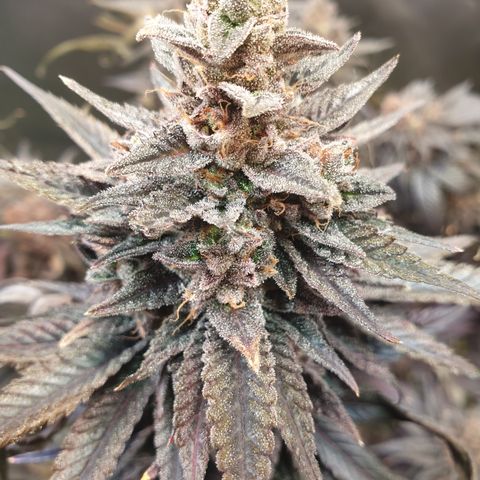 Northern Lights growlog timeline photo