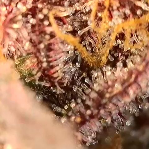 Northern Lights growlog timeline photo