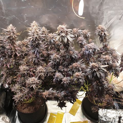 Northern Lights growlog timeline photo