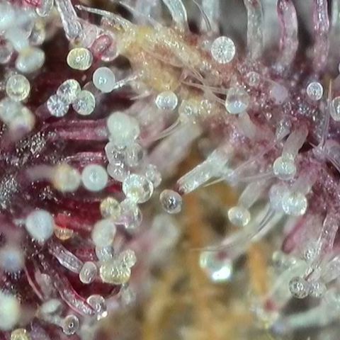 Northern Lights growlog timeline photo